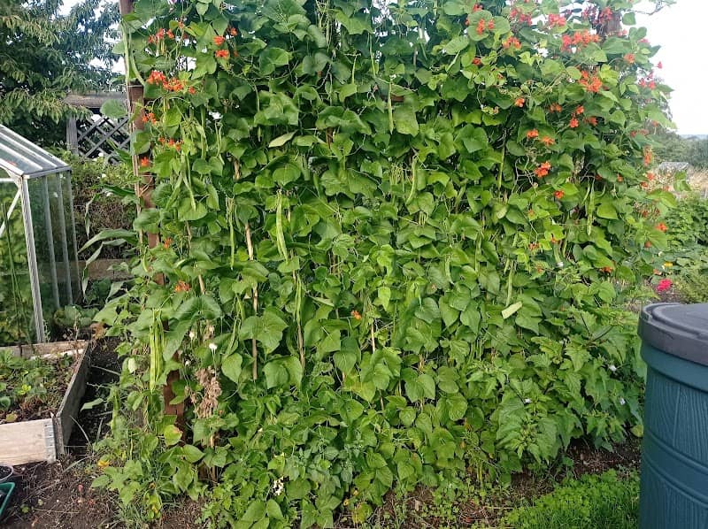Eccles Allotments - Image 1