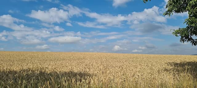 Landschaftsschutzgebiet"Hirschgrund" - Image 2