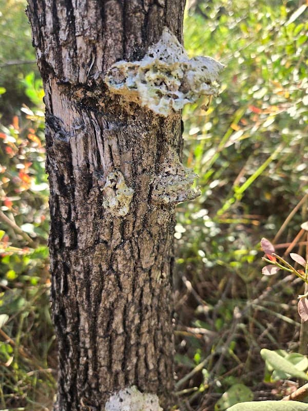 Bigfoot Horse Trail - Image 2