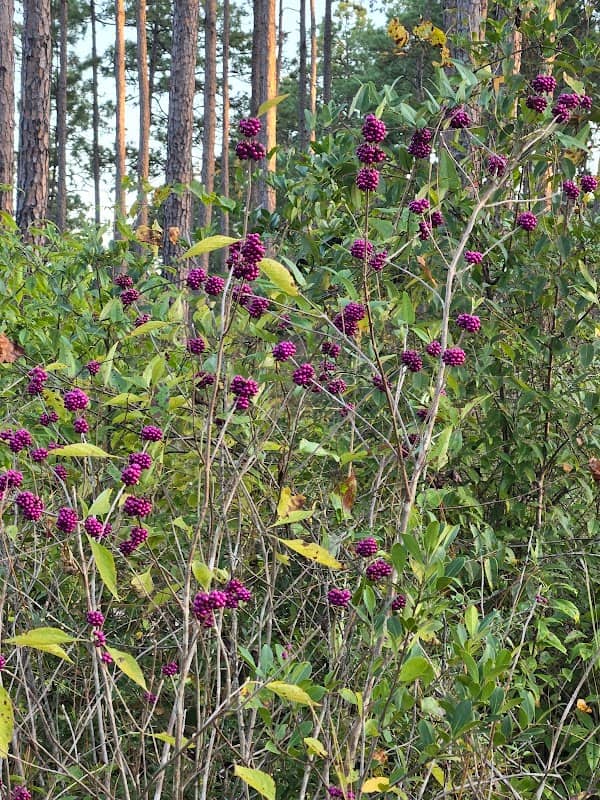 Bigfoot Horse Trail - Image 1