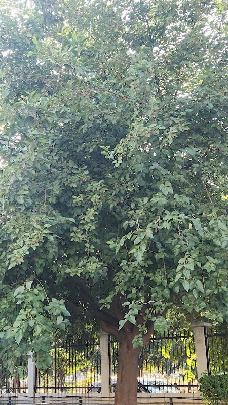 Khan Rashu house - Image 1