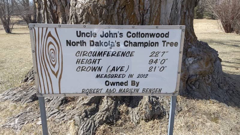 Uncle John’s Giant Champion Cottonwood - Image 2