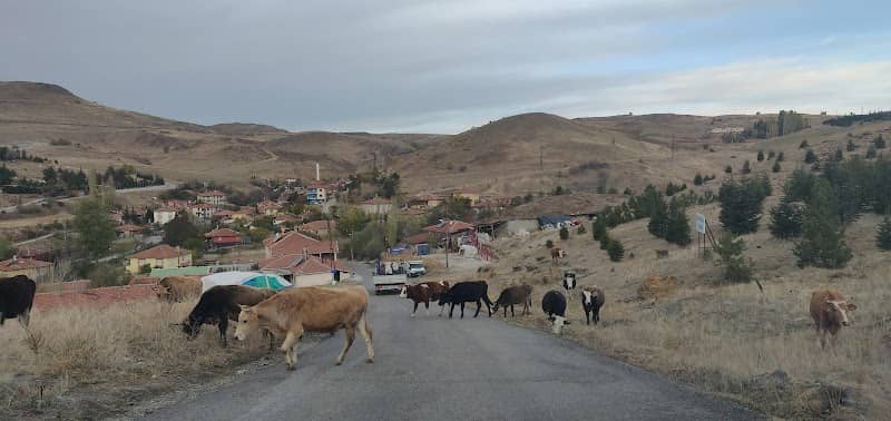 Dünya Günü Hatıra Ormanı - Image 1