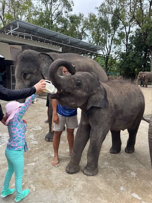 Elephant Retirement Park Phuket - Image 1