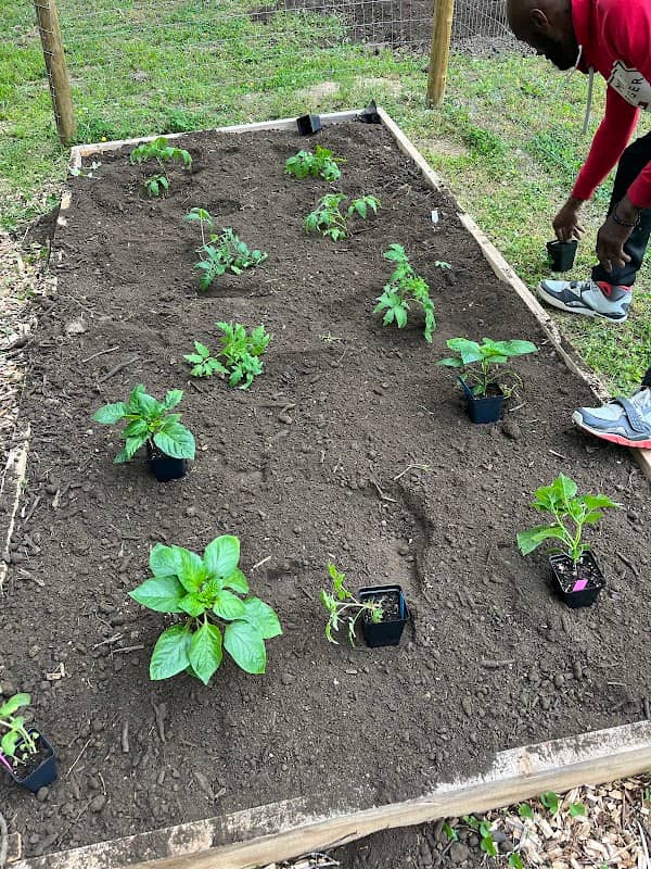 Hope House Community Garden - Image 2