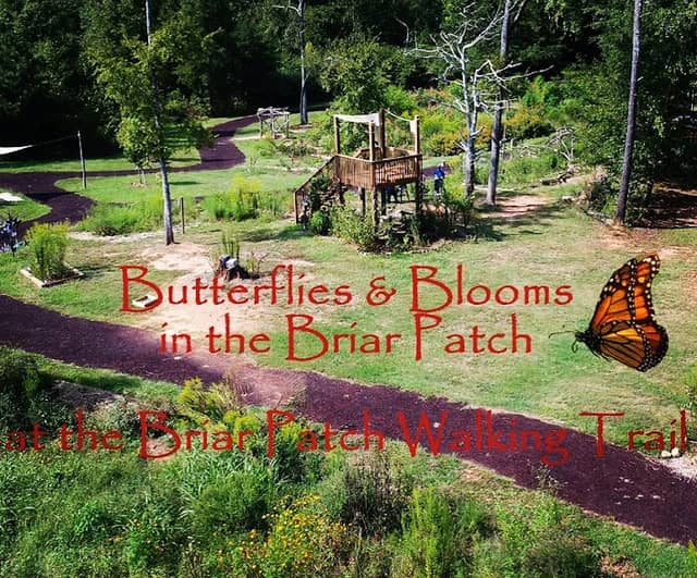 Butterflies & Blooms in the Briar Patch - Image 1