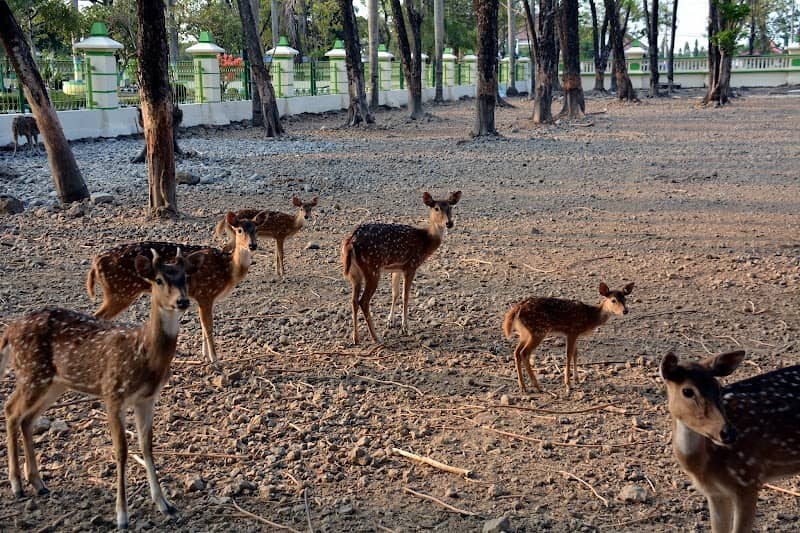 Deer Zoo - Image 1