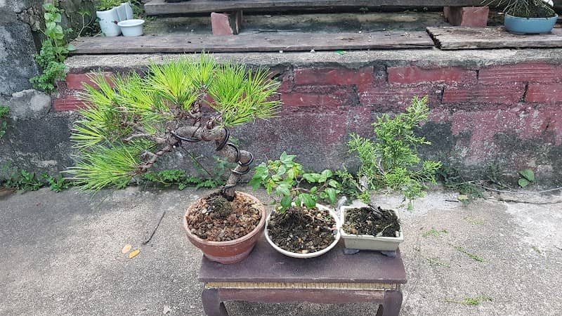 สวน Tamu tami bonsai - Image 1