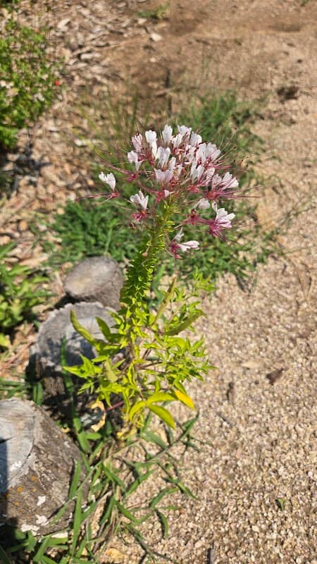 Corinth Community Park Butterfly Garden - Image 1