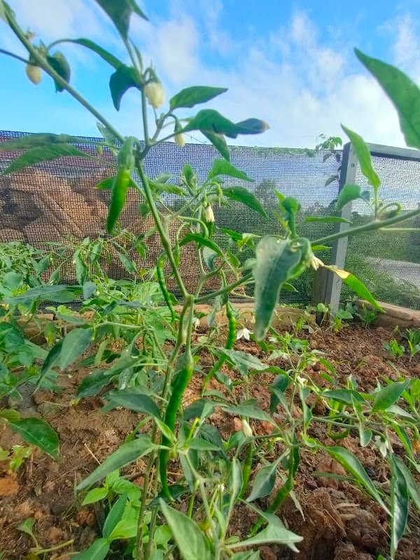 Hanna'S Garden - Image 1
