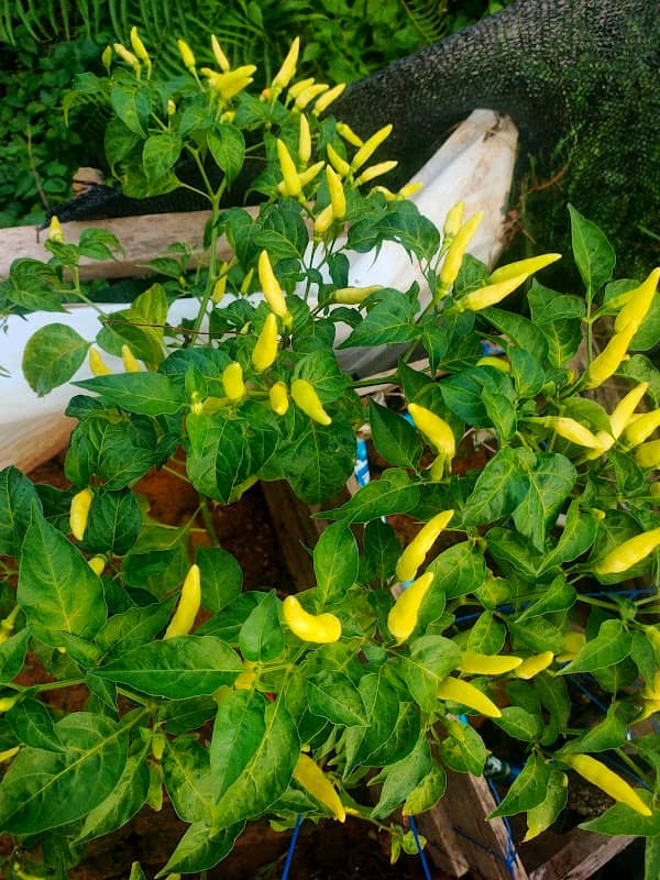 Hanna'S Garden - Image 2