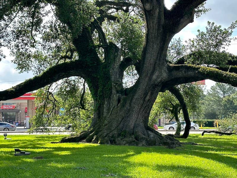 Hammond Square Oak - Image 3