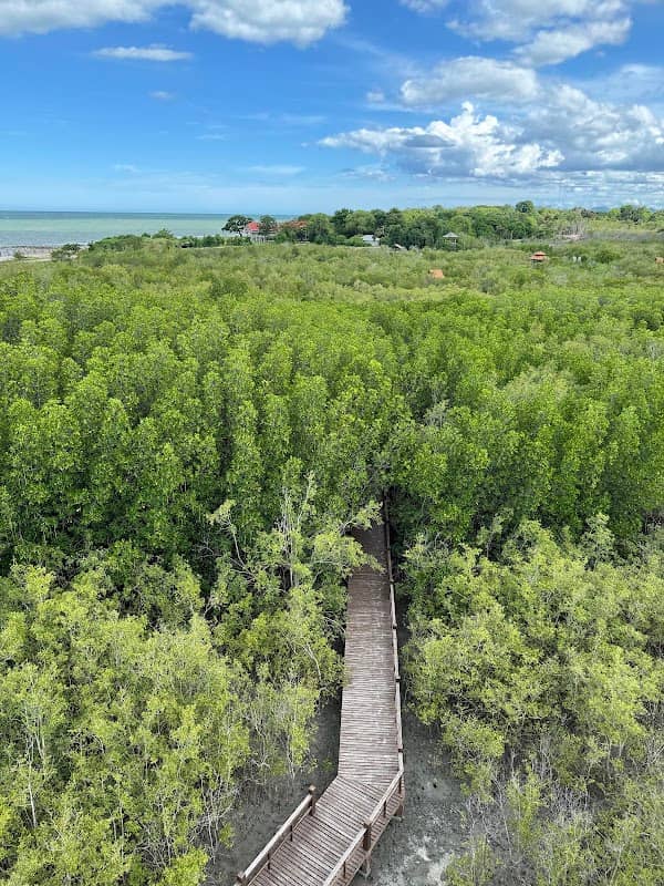 Mangrove Forest Park - Image 2