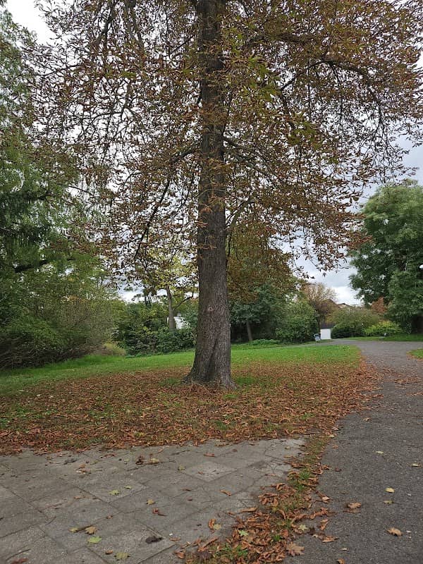 Josef-Queva Park - Image 2