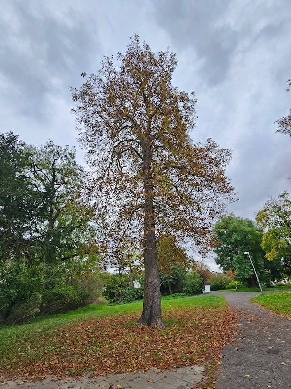 Josef-Queva Park - Image 1