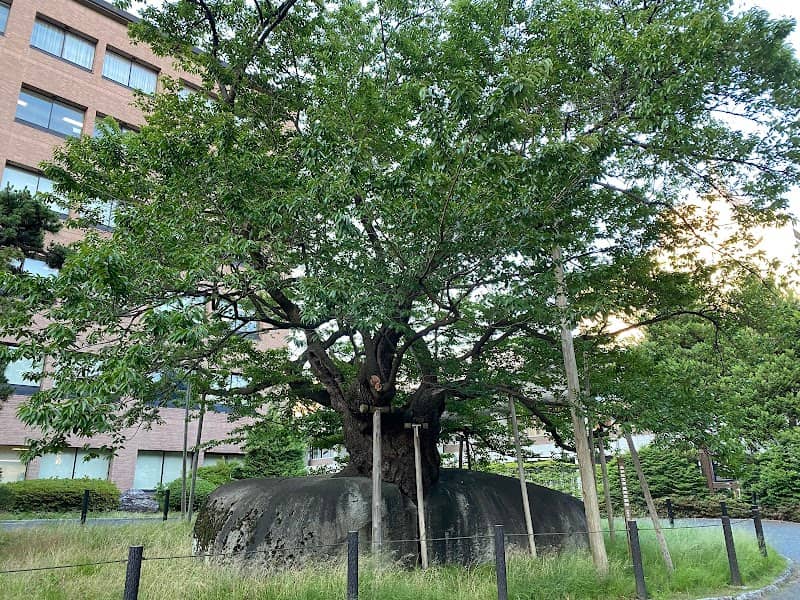 Ishiwarizakura (The Rock-Splitting Cherry Tree) - Image 2