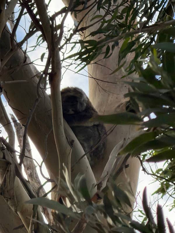 Tree with koalas family - Image 1