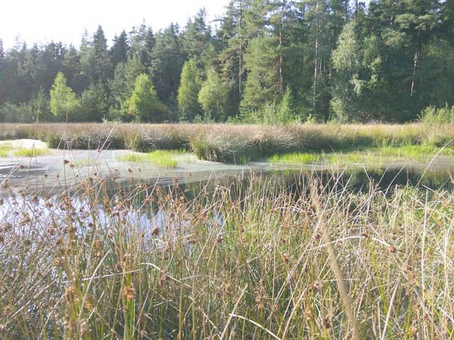 Zeitelmoos - Image 2