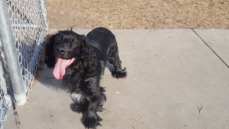 Fort Morgan Dog Park (Fulton) - Image 1