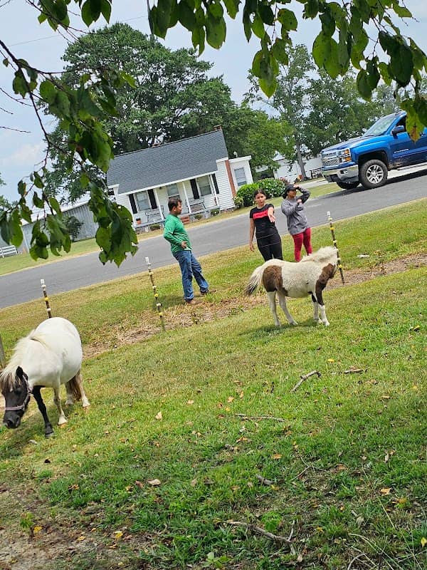 Banks Miniature Horse Farm - Image 1