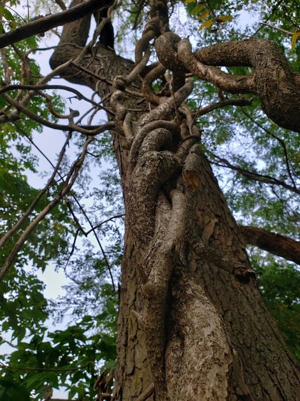 Foster Park - Image 1