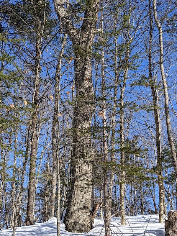 Gratiot Lake Overlook - Image 1