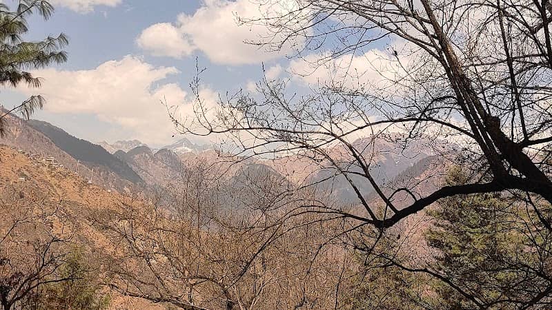 Charu’s FOREST - Image 1