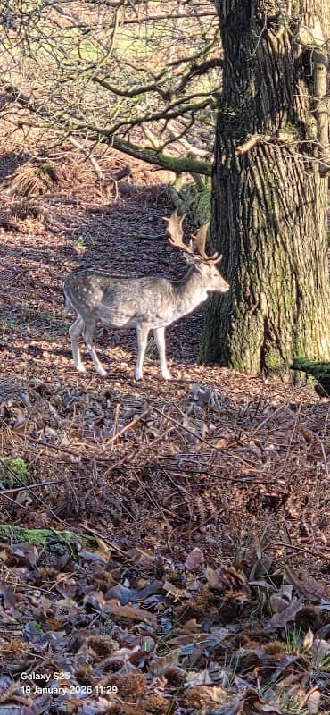 Deer Park - Image 2