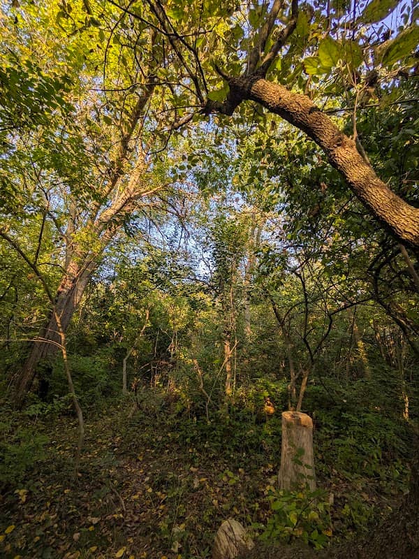 Salt Springs Park - Image 2
