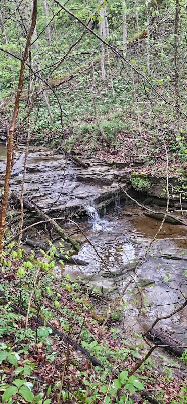Prothonotary Trail - Image 1