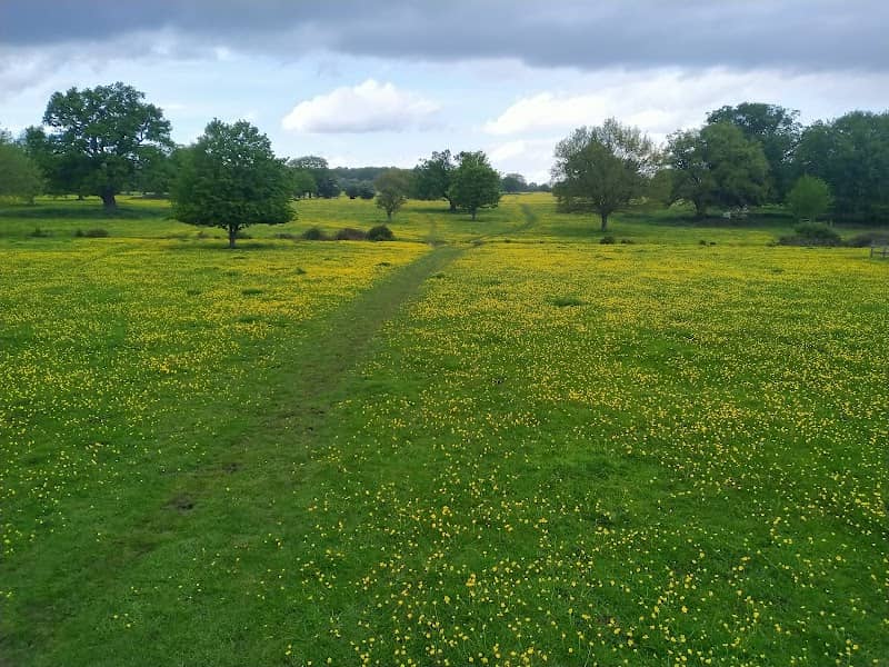 Elgin Coppice - Image 2