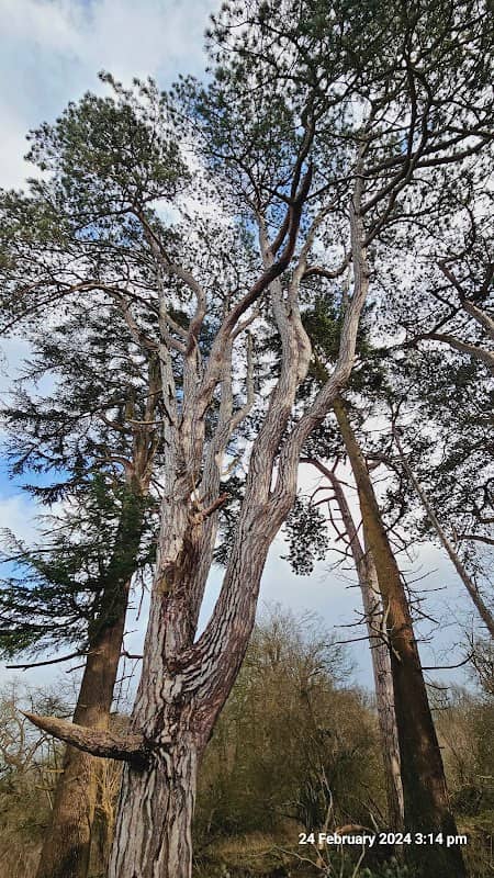 Elgin Coppice - Image 1