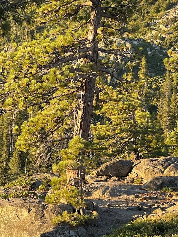 Donner Pass Rope Swing - Image 2