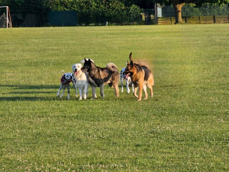 Dog park - Image 1