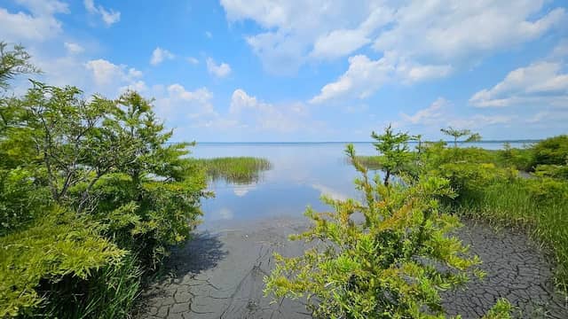 Pocosin Natural Area - Image 2