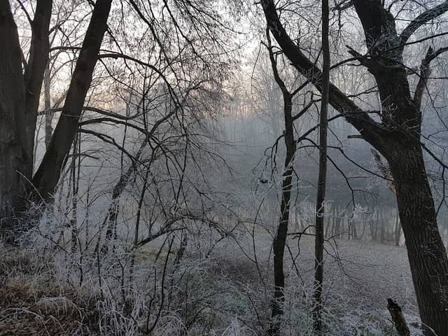 Isarauen - Image 2