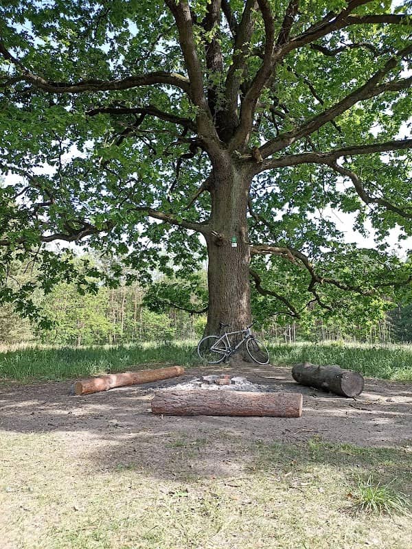 POD DĘBEM Pomnik przyrody - Dąb - Image 1