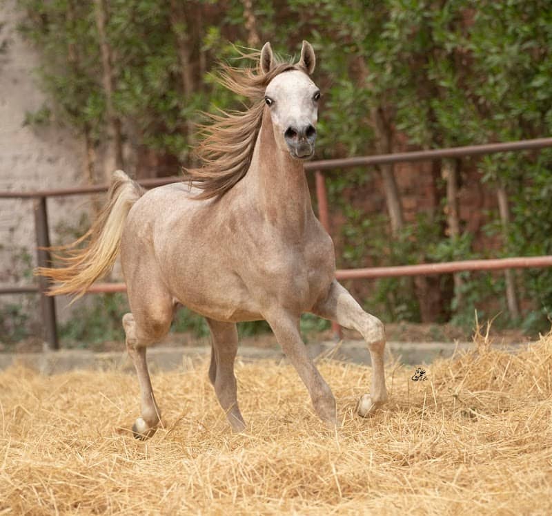مزرعه ال الفيزي للخيول العربية الأصيلة - Image 1