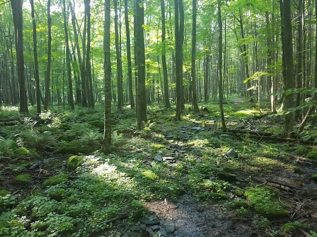 Ledgedale Natural Area - Image 2