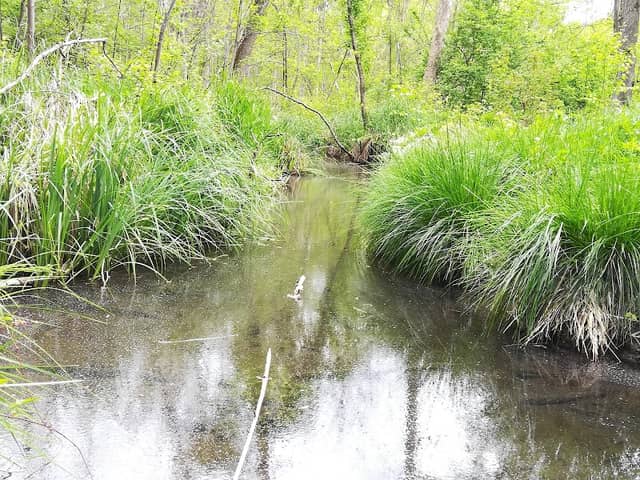 Lauinger Stadtwald - Image 2