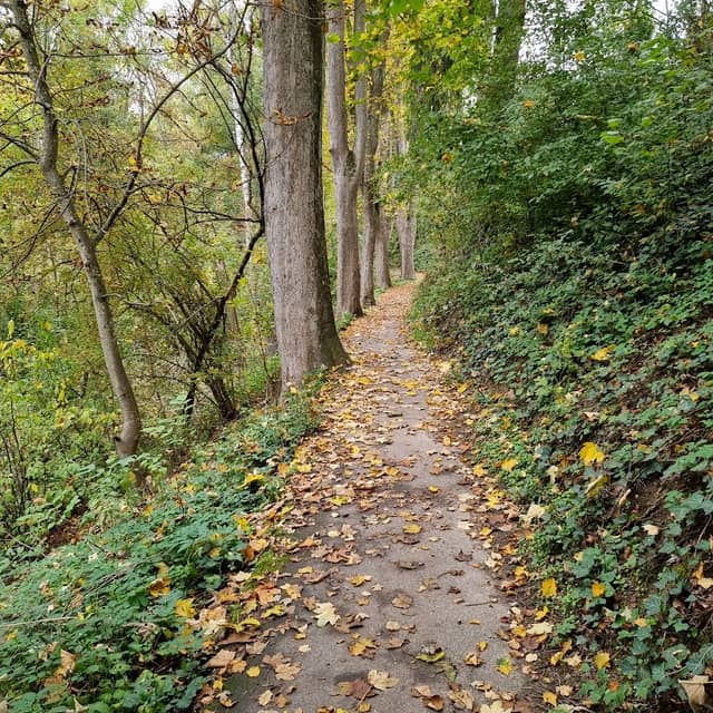 Lauinger Stadtwald - Image 1