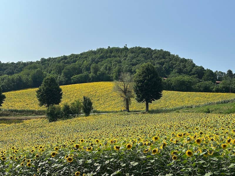 Piantagione di Girasoli - Image 1