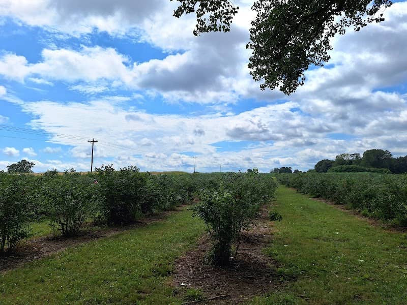 Jefferies Orchard (field) - Image 1