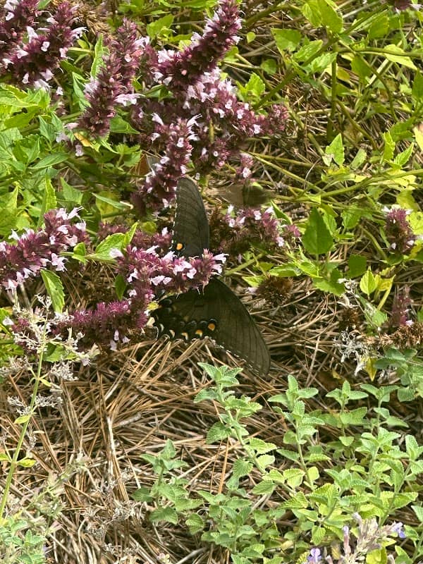 June Wheeler Memorial Humingbird Garden - Image 1