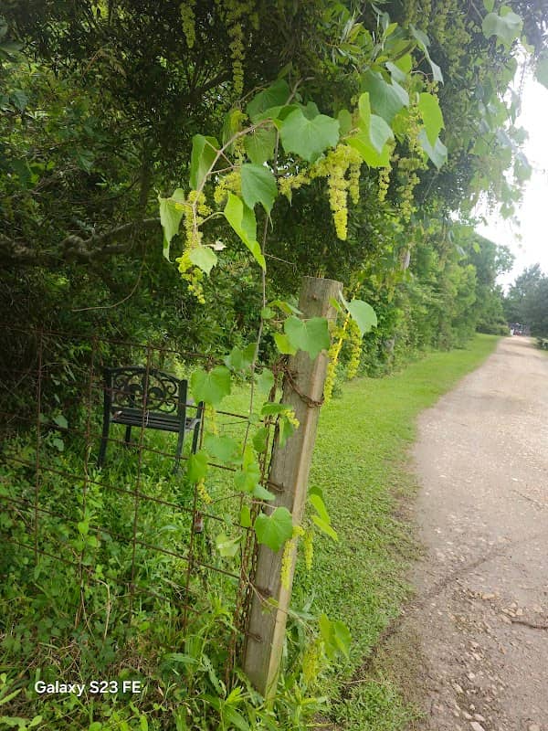Chateau de Muscadine - Image 1