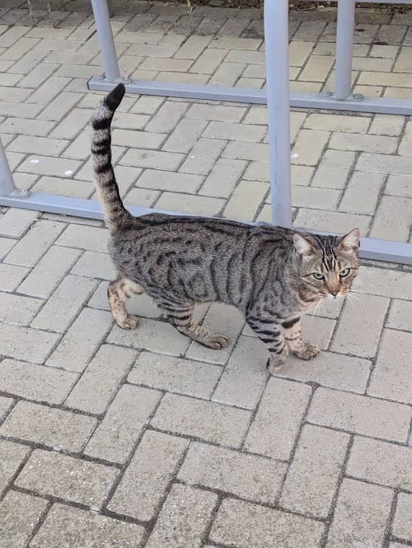 Yusen The Cat - Image 2