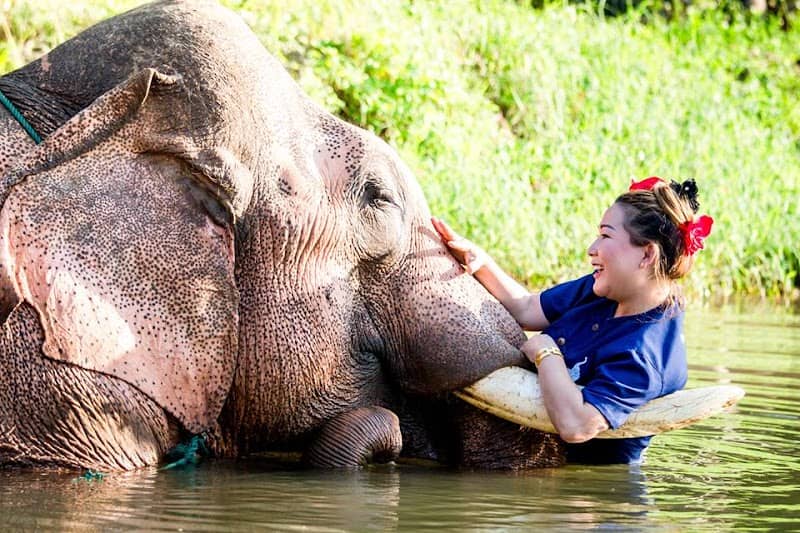 Baan Chang Elephant Park - Image 1
