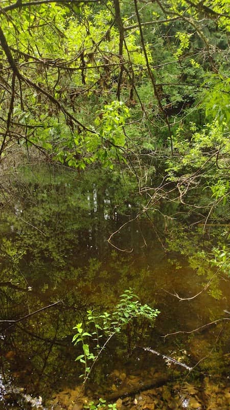 Cedar Heights Forest - Image 1