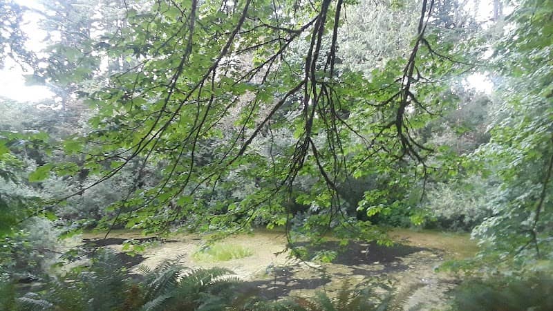 Cedar Heights Forest - Image 2