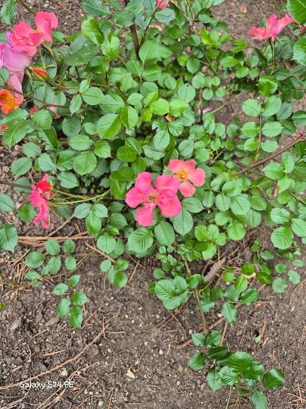 Hathaway Park - Image 1